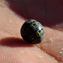 Rolly polly , pillbug