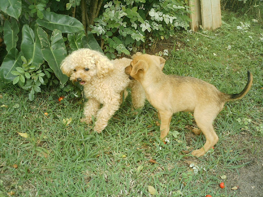 chucas
