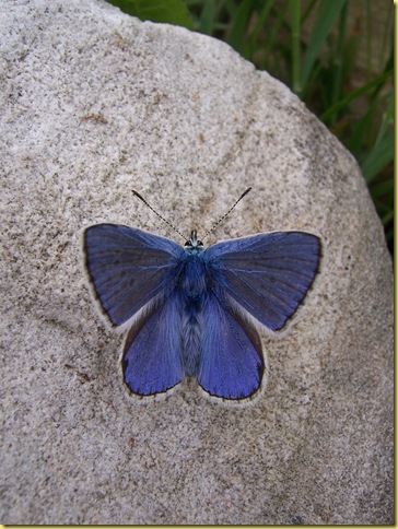 butterfly 056