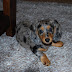 DSC_0098.JPG