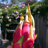 Dragonfruit!