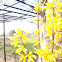 Forsythia