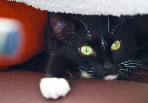 Nelly-Cat-napping-bed