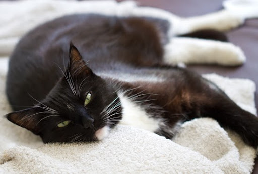 Nelly-Cat-napping-bed