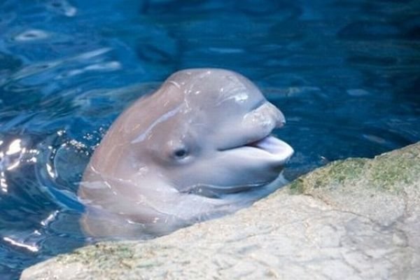 beluga-2.jpg