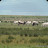 digiscoping Grey Cattle - Steppenrinder &ndash; 15-Jun-2009