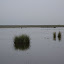 Hide 1. Von der Plattform nach Westen, Pferdekoppel, Illmitz &ndash; 10-Okt-2009
