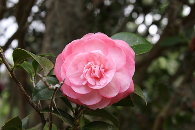 [Camellia Pink[3].jpg]