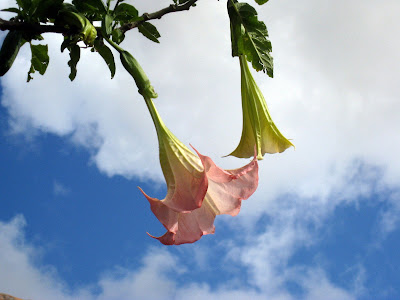 Flowers at Le Pavillon de l'Emyrne hotel in Antananarivo