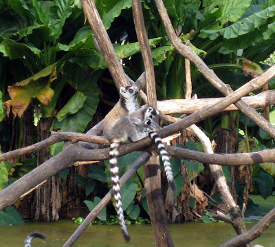 Lemurs at Antananarivo zoo