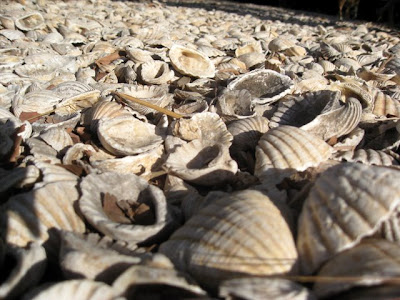 Shells at Les Collines de Niassam in Senegal