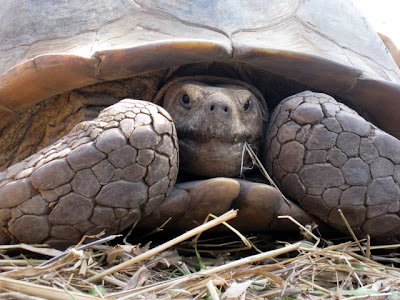 Turtle at Le Village des Tortues in Senegal