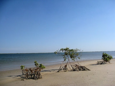 Beach in Palmarin Senegal