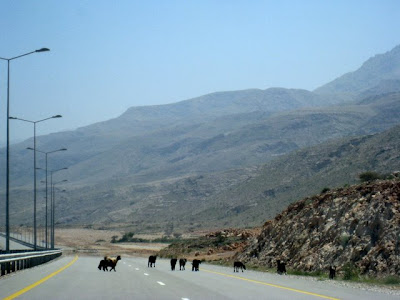 Goats on the highway in Oman