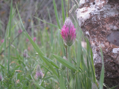 Wildflowers at the Ajloun Nature Reserve in Jordan
