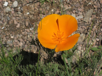 California poppy flower