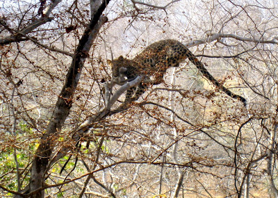 Leopard killing a baby monkey in Ranthambore National Park in Rajasthan, India