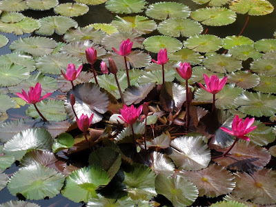 Water lilies in Goa