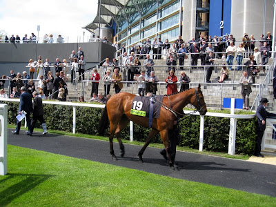 Horse in the parade ring at Ascot Racecourse
