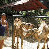 Safari, Zoobic, PI