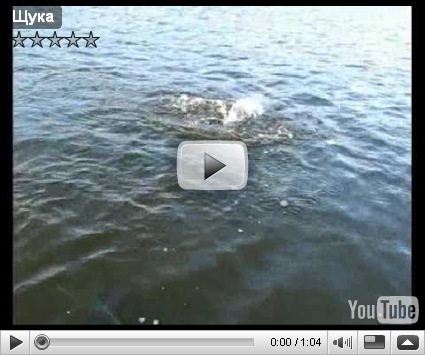 Скачать видео Охота Сом
