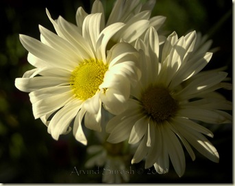 Flowers Flowers