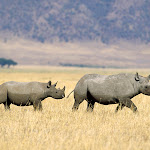 Black Rhinoceros Crossing the Savannah, Tanzania.jpg