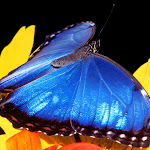 Blue Morpho Butterfly.jpg