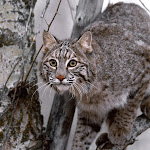 Bobcat on Tree.jpg