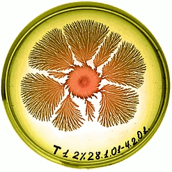 petri petri