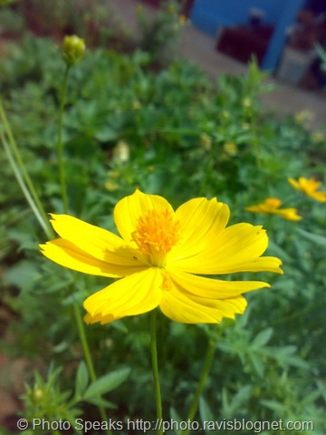 [yellow_flower1[5].jpg]