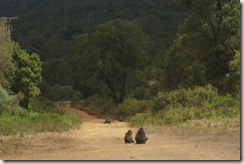 Baboons gathered at the start of the trail