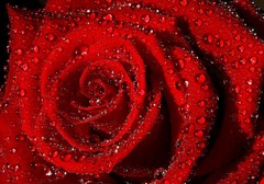 red rose