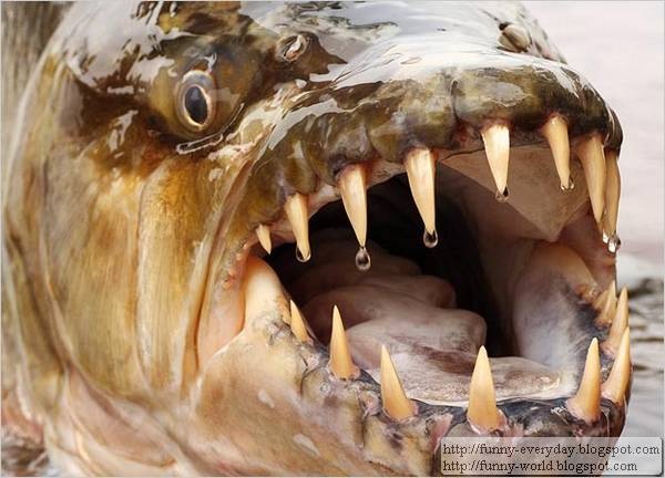 Goliath Tigerfish