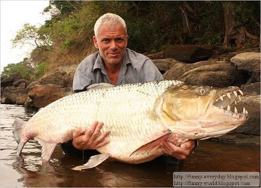 nose Goliath+tiger+fish+ tiger fish congo. nose Goliath+tiger+fish+