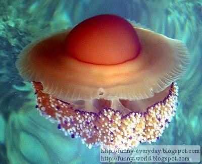 fried egg jellyfish (2)