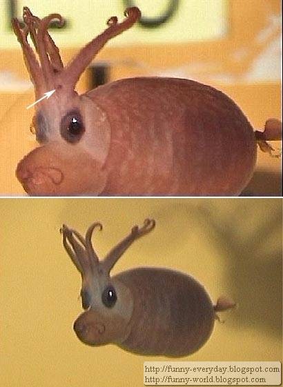 Banded Piglet Squid (1)