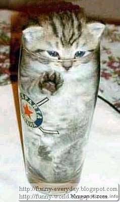 cat_in_a_bottle