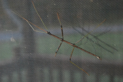 A stick insect, looking all stick-like and stuff