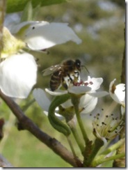 pear blossom  bees 003