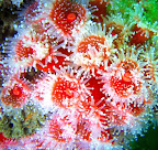 Small_Anenome