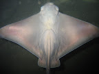 Bat_Ray
