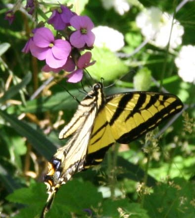 [bUTTERFLYTHREE[6].jpg]