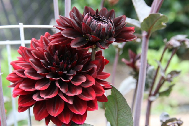 [20100821_29295[4].jpg]