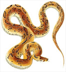 pet snake