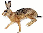 exotic pet