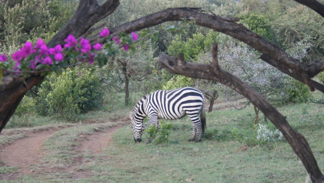 [a zebra through the gate[2].jpg]
