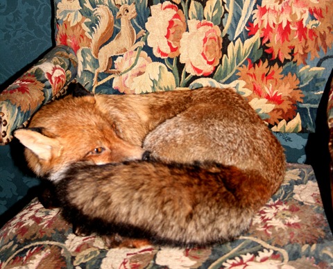 [fox in chair[6].jpg]