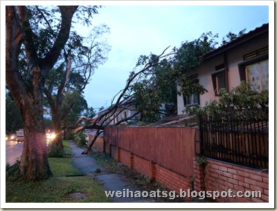 This fallen branch damaged two houses