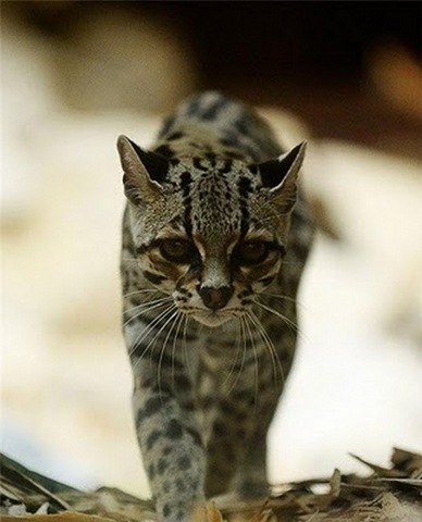 [margay-tiger-cat-3[2].jpg]